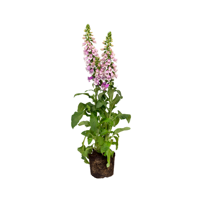 Digitalis purpurea